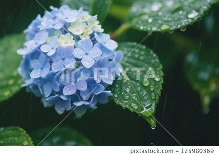 被雨淋濕的繡球花－人工智慧生成的圖像 125980369