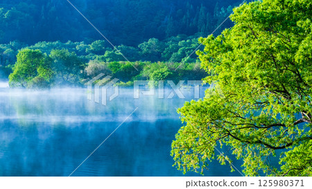 白川湖被淹沒的森林 125980371