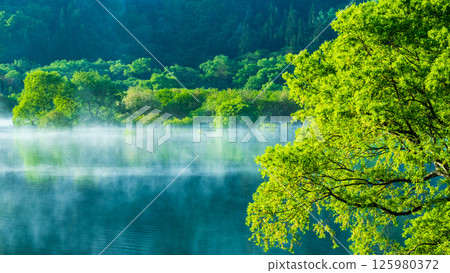 白川湖被淹沒的森林 125980372