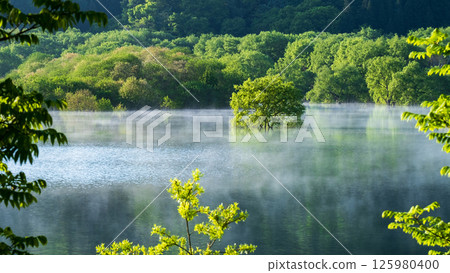 Submerged forest of Shirakawa lake 125980400