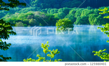 Submerged forest of Shirakawa lake 125980401