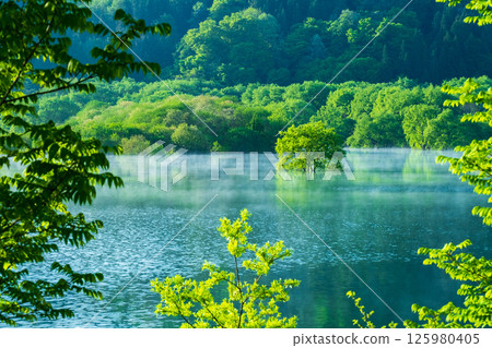 Submerged forest of Shirakawa lake Submerged forest of Shirakawa lake 125980405