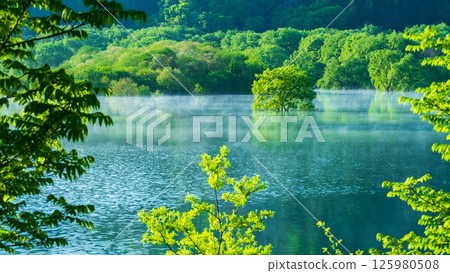 Submerged forest of Shirakawa lake 125980508