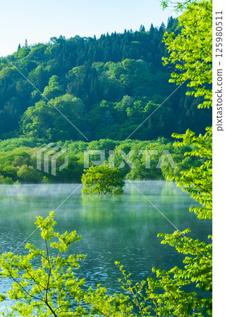 Submerged forest of Shirakawa lake 125980511