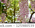 春天的白花 125980539