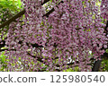 扶餘的鮮花盛開 125980540