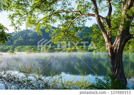白川湖被淹沒的森林 125980553