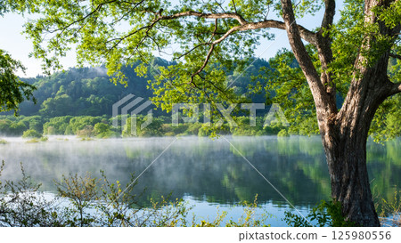 Submerged forest of Shirakawa lake 125980556