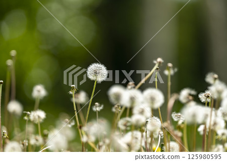 蒲公英在風中搖曳 125980595