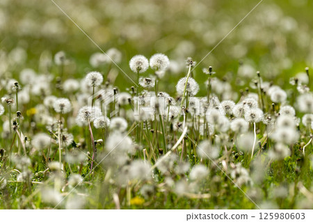 Dandelion swaying in the wind Dandelion swaying in the wind 125980603