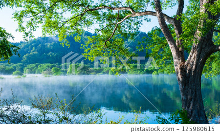 Submerged forest of Shirakawa lake 125980615