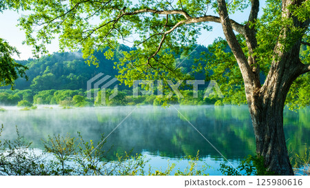 Submerged forest of Shirakawa lake Submerged forest of Shirakawa lake 125980616