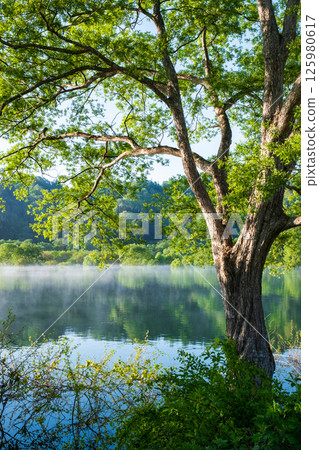 Submerged forest of Shirakawa lake Submerged forest of Shirakawa lake 125980617