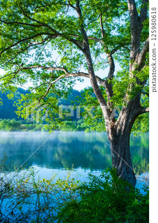 白川湖被淹沒的森林 125980618