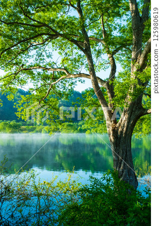 白川湖被淹沒的森林 125980619