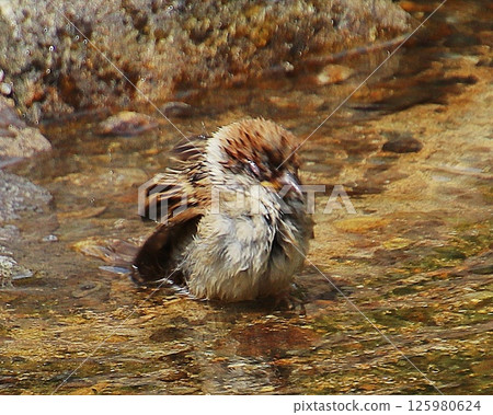 Sparrow to bathe 125980624