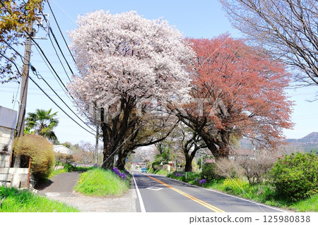 Cherry Blossom Tree Lined Road, Nikko Kaido, Utsunomiya City, Tochigi Prefecture 125980838
