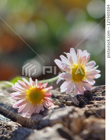 菊花 菊花 125980884