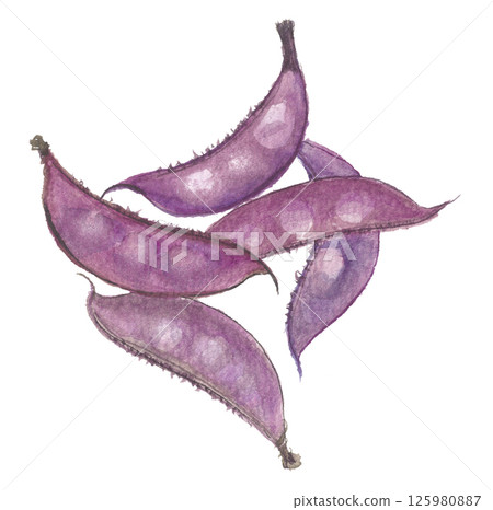 紫色扁豆水彩畫 125980887