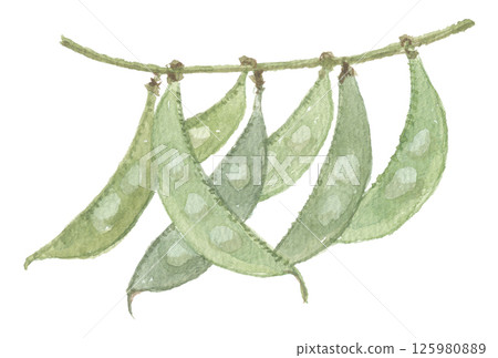 水彩畫繡球花 水彩畫繡球花 125980889