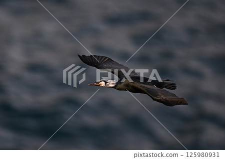 鸕鶿②(北海道) 鸕鶿②(北海道) 125980931