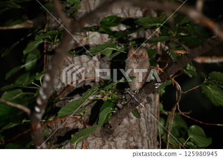 大角鴞雛鳥㉕（北海道） 125980945