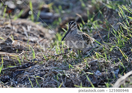 Latham's Snipe ⑪ (Hokkaido) Latham's Snipe ⑪ (Hokkaido) 125980946