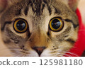 Close-up of a cat's face 125981180