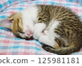 Kitten's nap 125981181