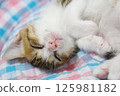 Kitten's nap 125981182