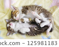 Kitten brothers taking a nap 125981183