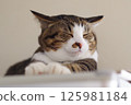 Nap nyanko 125981184