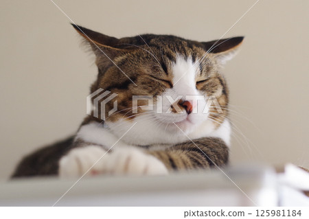 Nap nyanko 125981184