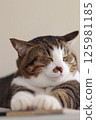Nap nyanko 125981185