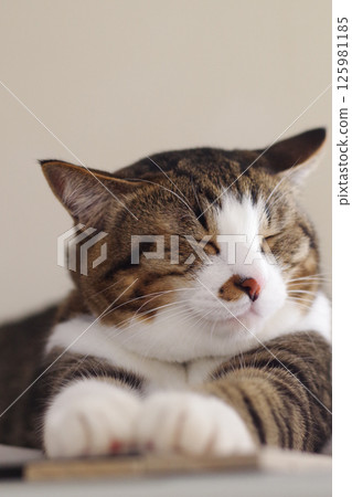 Nap nyanko 125981185