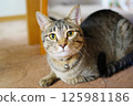 Staring at Nyanko 125981186