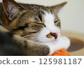 Nap nyanko 125981187
