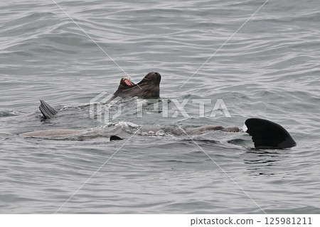 海獅163(北海道) 海獅163(北海道) 125981211