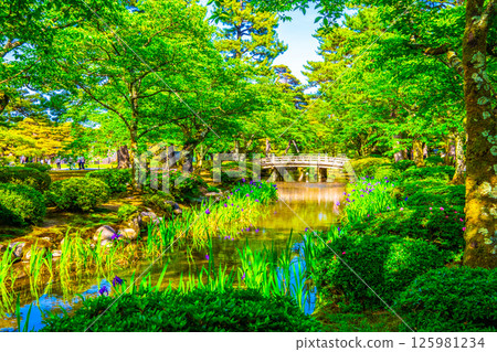 新綠的兼六園和花見橋 125981234