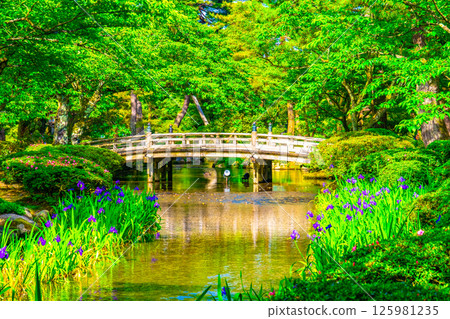 新綠的兼六園和花見橋 125981235