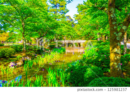 新綠的兼六園和花見橋 125981237