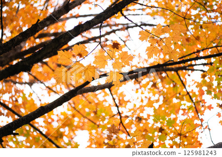 A close-up of golden yellow maple leaves on tree branches, glowing against a soft bokeh background in a forest. 125981243