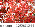 Red Maple Leaves Autumn Vibrant Foliage with Blurred Forest Background 125981244