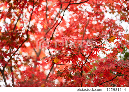 Red Maple Leaves Autumn Vibrant Foliage with Blurred Forest Background 125981244
