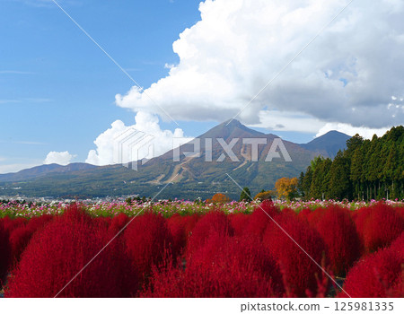 The combination of the bright red leaves of the kochia and the autumn foliage of Mt. Bandai against the blue sky is striking and beautiful. The combination of the bright red leaves of the kochia and the autumn foliage of Mt. Bandai against the blue sky is striking and beautiful. 125981335