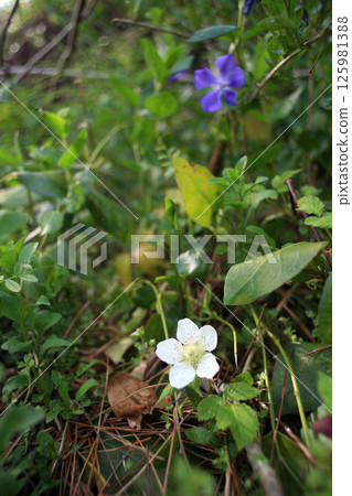 野草莓花 125981388