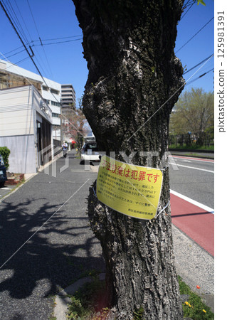 Roadside tree warning sign 125981391