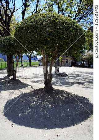 公園裡修剪過的樹木 公園裡修剪過的樹木 125981402