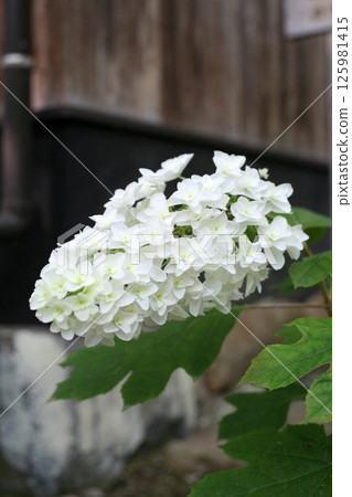 白色繡球花 125981415