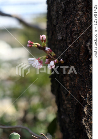 從側芽綻放的櫻花 125981428
